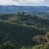 Café Combi Origem Brasil