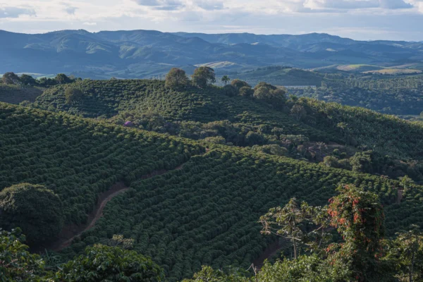 Café Combi Origem Brasil
